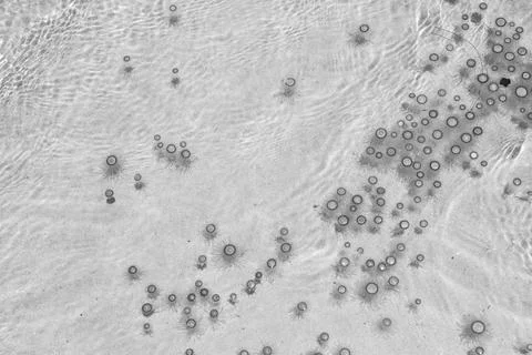 Tiny jelly fish, floating in the water, Balck and White Stock Photos