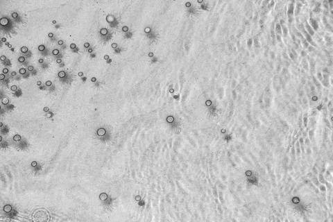 Tiny jelly fish, floating in the water, Balck and White Stock Photos