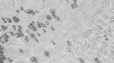 Tiny jelly fish, floating in the water, Balck and White Stock Photos
