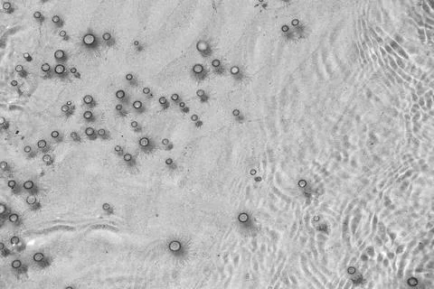 Tiny jelly fish, floating in the water, Balck and White Stock Photos
