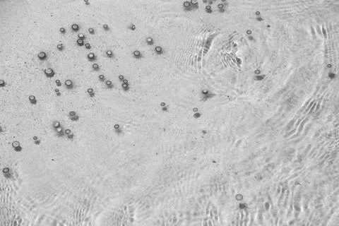 Tiny jelly fish, floating in the water, Balck and White Stock Photos