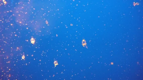 Tiny jellyfish, 4K Stock Footage 88640832