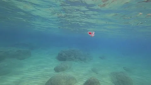 Tiny jellyfish bouncing Video stock 139047056