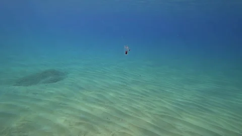 Tiny jellyfish bouncing Video stock 139137022