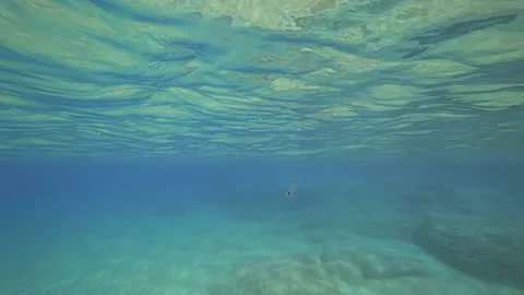 Tiny jellyfish bouncing in waves Video stock 138756787