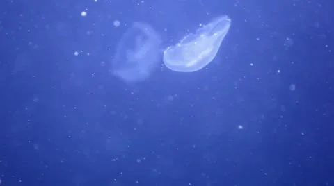 Tiny Jellyfish Stock Footage 8947146