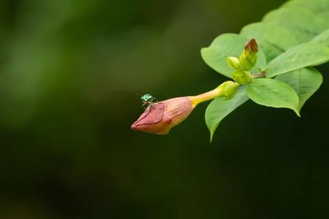 Tiny Jewel bug resting on flower bud in garden Stock Photos