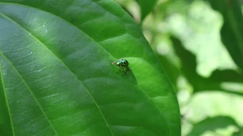 A tiny Jewel bug walks on the surface and the edge of a large Betel leaf Video stock 201453137
