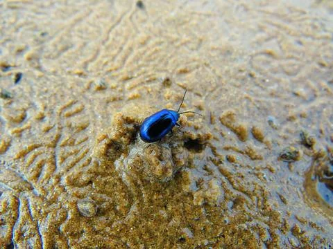 Tiny Jewel of the Sand Stock Photos