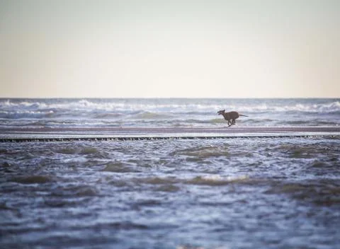Tiny joyful dog runs through water at Dog Beach San Diego Stock Photos