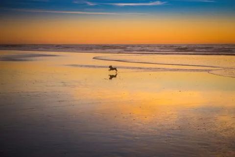 Tiny joyful dog runs through water at Dog Beach San Diego Stock Photos