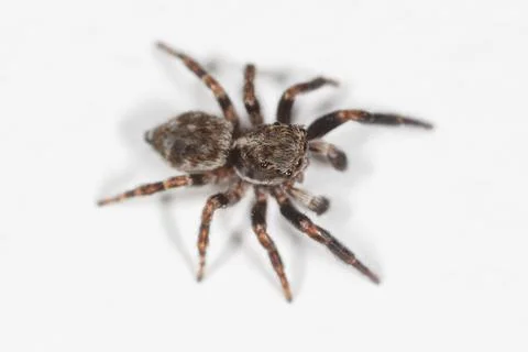 Tiny jumping spider on clean white background Stock Photos