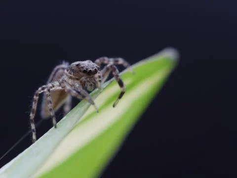 Tiny jumping spider close up macro photo on green leaf Stock Photos