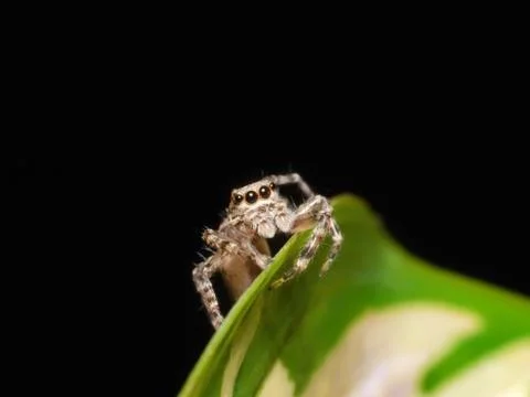 Tiny jumping spider close up macro photo on green leaf Fotos de archivo