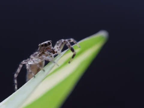 Tiny jumping spider close up macro photo on green leaf Stock Photos