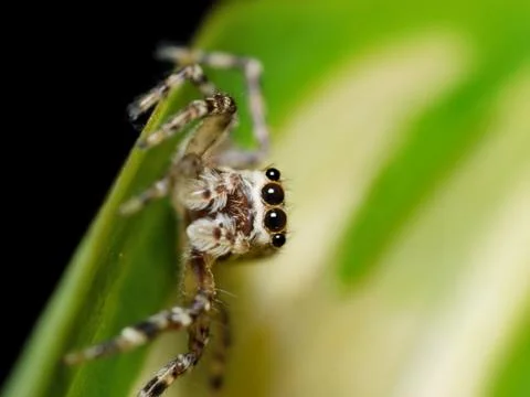 Tiny jumping spider close up macro photo on green leaf Stock Photos