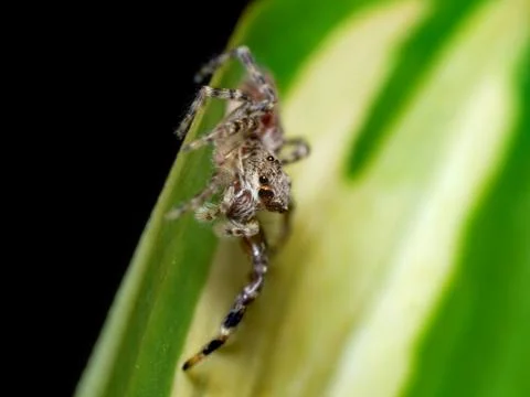 Tiny jumping spider close up photo on green leaf Stock Photos