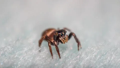 Tiny jumping spider closeup Stock Photos