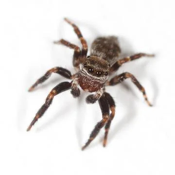 Tiny jumping spider with dark, patterned legs and eyes Stock Photos