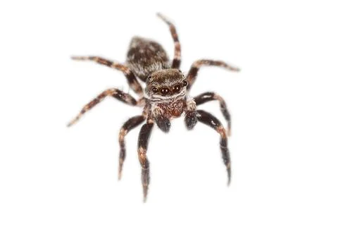 Tiny jumping spider with dark, patterned body and legs Stock Photos