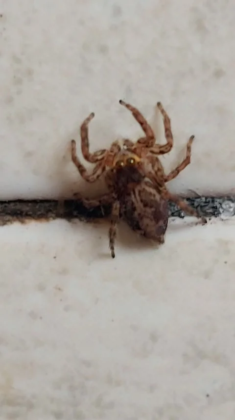 Tiny Jumping Spider Video stock 284333185