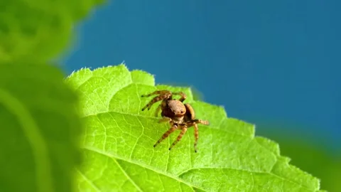 Tiny Jumping Spider on a Green Leaf Against a Clear Blue Sky Stock-Footage 341209096