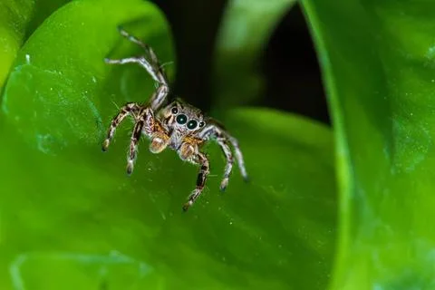 Tiny jumping spider on green leaf in garden Stock Photos