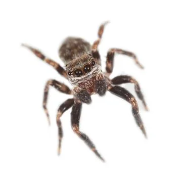 Tiny jumping spider with large eyes and hairy legs Foto stock