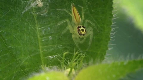 Tiny Jumping Spider on a Leaf in the Wild. Video 1080p Stock Footage 77867369