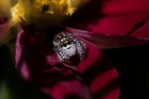 Tiny Jumping Spider looking at viewer from Cosmos flower petal Stock Photos