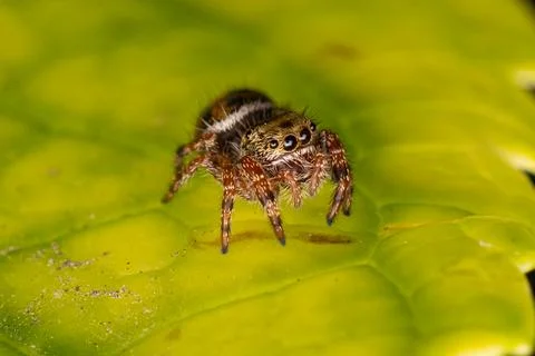 Tiny Jumping Spider Macro Stock Photos