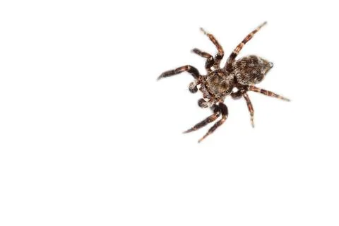 Tiny jumping spider with mottled brown markings. Detailed view on a clean w.. Stock Photos