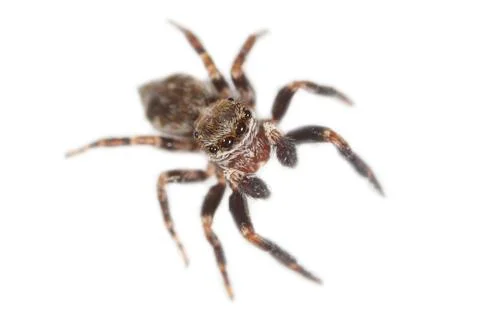 Tiny jumping spider with mottled brown markings. Detailed view on a clean w.. Stock Photos