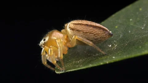 Tiny jumping spider, part of diverse insect collection, showcasing natural Stock Footage 340951212
