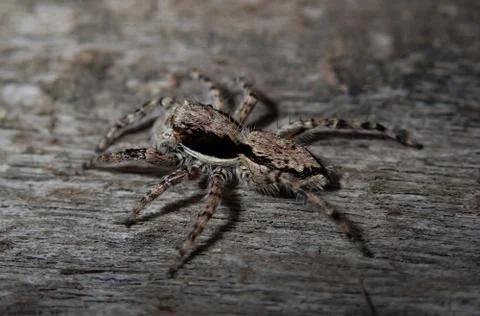 Tiny jumping spider Foto stock