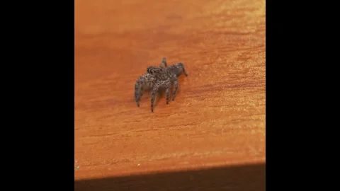 Tiny Jumping Spider Preparing to Leap in Macro Close Up Vidéo 335735359