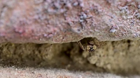 Tiny jumping spider retreating into brick shelter with freshly caught insect Video stock 336431557