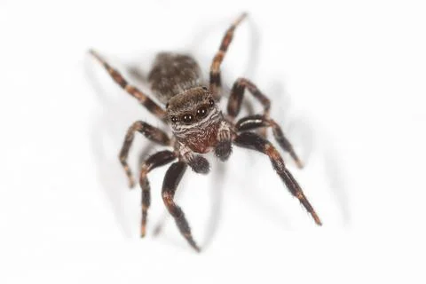 Tiny jumping spider on stark white background Stock Photos