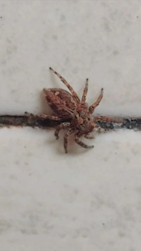 Tiny Jumping Spider, Vertical Footage Stock Footage 284333410