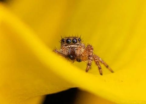 Tiny Jumping Spider On Yellow Rose Petal  Stock Photos