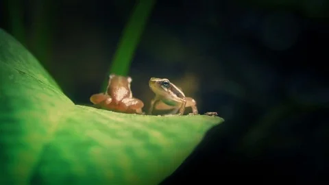 Tiny Jungle Frog Jumps On Leaf Stock Footage 77150700