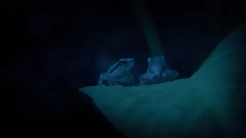 Tiny Jungle Frog Jumps On Leaf In The Dark Stock Footage 308029849