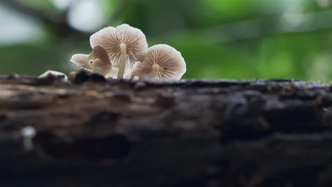 Tiny Jungle Mushrooms Growing on Log Stockbeeldmateriaal 335669927