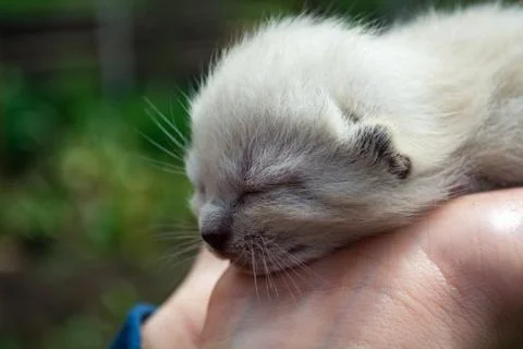 Tiny, just born, blind kittens in the palms Stock Photos