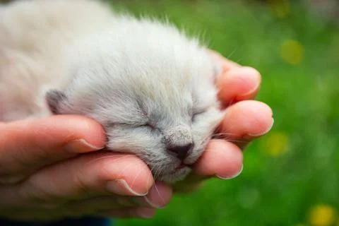 Tiny, just born, blind kittens in the palms Stock Photos