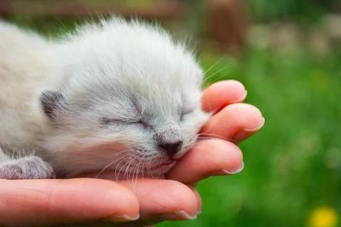 Tiny, just born, blind kittens in the palms Stock Photos