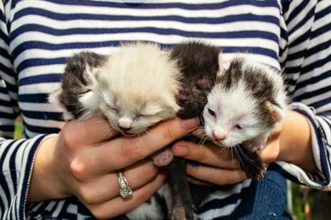 Tiny, just born, blind kittens in the palms Stock Photos
