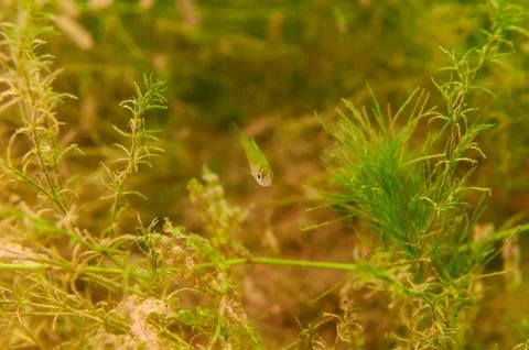Tiny juvenile Dollar Sunfish looking at camera . Stock Photos
