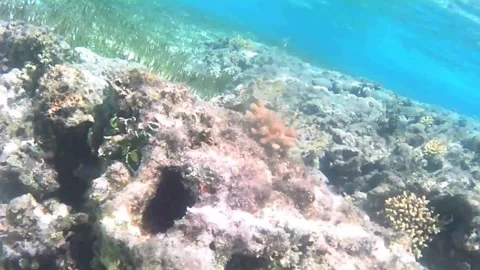 Tiny Juvenile Emperor Angelfish Hiding Among Coral in Shallow Water Stock Footage 340109239