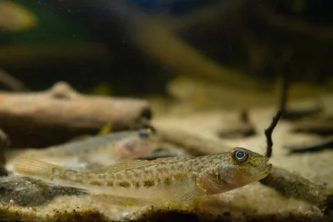 Tiny juvenile monkey goby rest on sand bottom, wild caught freshwater fish Stock Photos